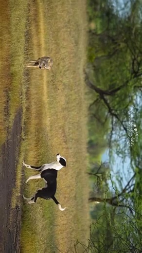 Nature inFocus on Instagram: "Reposted from • @travindra_photography During my visit to the Bhigwan grasslands, I witnessed an interaction between a domestic dog and a female Indian Wolf (Canis lupus pallipes). It began when a free-ranging male dog approached a lone wolf with playful intent. The wolf initially showed cautious and defensive behaviour—its tail lowered and partially tucked, avoiding direct engagement. Despite this, the dog continued approaching in a non-aggressive and playful manne