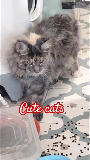 🐈😺Cute Long-Haired Cats That Will Melt Your Heart😻✨Must-Watch Cuteness Overload!#viral#youtubeshorts