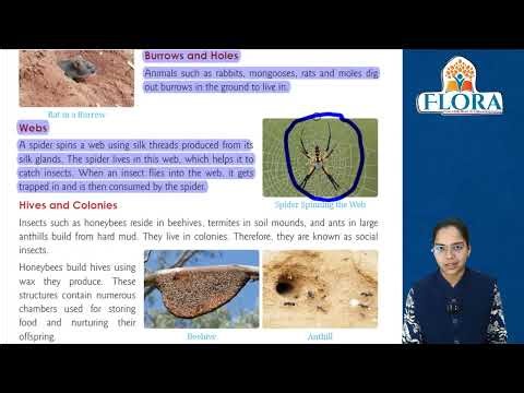 EVS 3 | Chapter 6 | Animals World