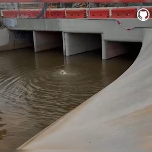 The brave woman rescued a dog from drowning, and they later became family. #animals #dog #animalsrescue #rescuedog | Animal Rescuers United