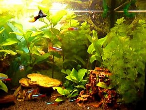 Aquarium 60Liter Rundblick