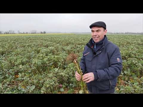 COLZA ASSOCIE - Avec la féverole, une organisation facile et des résultats probants Témoignage en 17