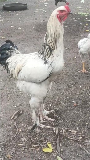 Frango Mestiço de Brahma / Vídeo completo no canal