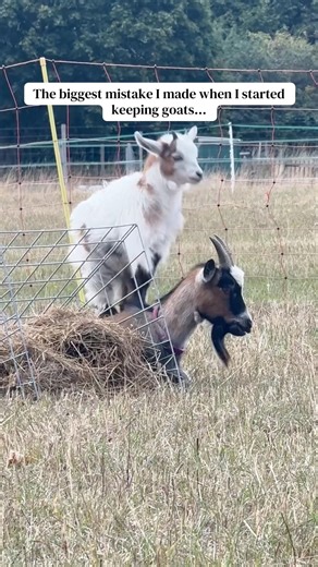 My biggest mistake with goats