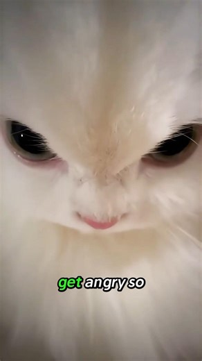 Why do Cats get angry so fast? 🐱 #cats #cat #kitten