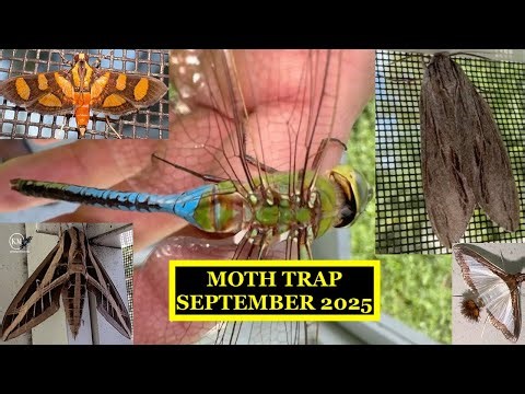 MOTH TRAP RESULTS SEPTEMBER 2025 BROWARD COUNTY FLORIDA