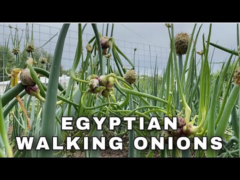 EGYPTIAN WALKING ONIONS / PERENNIAL OR WINTER ONIONS/ ALL ABOUT - EDIBLE