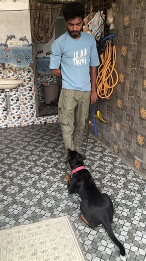 Rottwiler dog trening #shorts #dogtraining #dogobedience #ytshorts #shortvideo