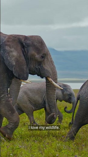 Harmonize Shares A Message On Poaching | Wild Africa