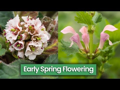 9 Perennials for Early Spring Garden Colour: My Favourites