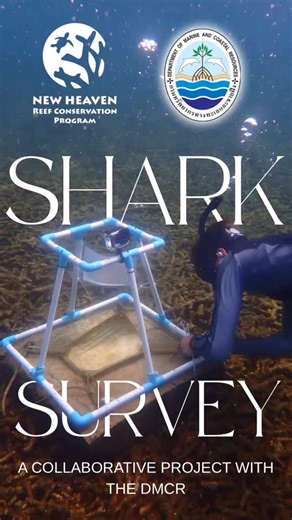 Introducing the Black Tip Reef Shark Project! This research looks...