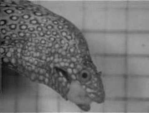 Moray Eel Eating 2
