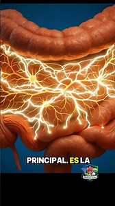 Your gut has a secret! 🧠🦠 Learn about the enteric nervous system. #SecondBrain #Gut #DigestiveHealth