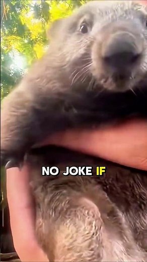 WOMBAT Wonders You Never Knew Existed! #facts #wombat #animals