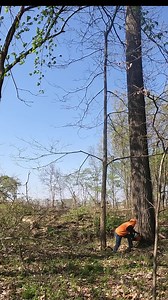 I am hinging this tree to go to the left of the screen. Todd is cutting near by and in the direction of the natural lean. I don't want to cut to much without him being aware of the situation in case something goes wrong | Boys In The Woods