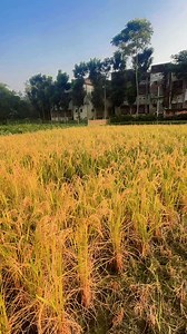 16K views · 550 reactions | Paddy field in Pipra village Bihar #harvesting #rice | Aseube Newme | Facebook