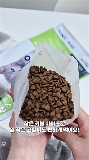 #광고 고양이 생애주기에 맞춘 고양이 사료 인디고 에이지뉴트선 어덜트 포 캣 #인디고 #고양이사료 ##고양이사료추천 #스코티쉬폴드 #7살고양이사료