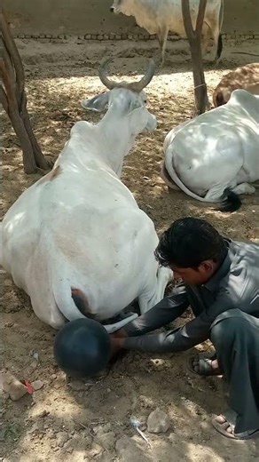 Emotional Calf Birth Scene | Man Helping Cow 🐄❤️ #Shorts