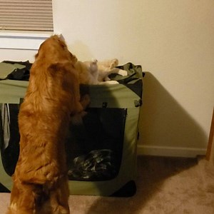 101K views · 10K reactions | While there is much concern over these...