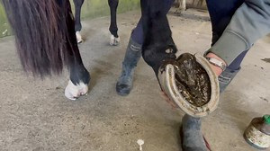 10K views · 221 reactions | Equine Super Goo hoof spray. Top product. “Get it in ya” #equinesupergoo | Brookby Heights International | Facebook