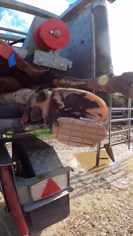 Hoofcare Supplies on Instagram: "This cow had a nasty abscess #abscess #treatment #make #better #feel #good #story #cow #care #hoof #cattle #farming #dairy #british #treatment #hooves #pedicure #lame #poorly #ill #Outdoors #herd #pov #gopro"