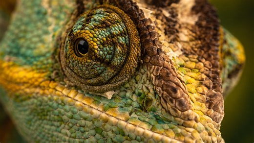 Detailed view of a chameleon’s eye