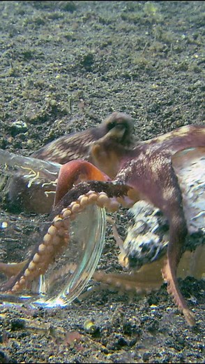 Coconut #octopus (Amphioctopus marginatus) may get their name from taking shelter in discarded coconut shells, but that doesn’t mean they won’t investigate other items for protective potential. This one’s trying to find out if a glass jar will do the trick. 🐙 | Science Channel