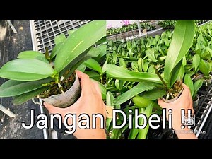 Jangan Beli Anggrek Bulan Seperti ini !!