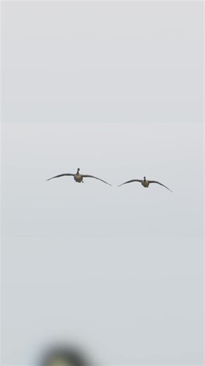 Which species are you hunting? ⁣ 1. Canada Geese⁣ 2. Snow Geese ⁣ 3. Specs ⁣ ⁣ 📸: @thecanadiantradition | Cabela's