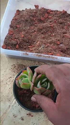 Best Soil Mix for Succulents at Home 💯