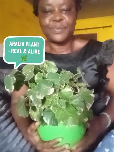This is my Aralia Plant -- live, real and not artificial! I planted it myself, and it's light and easy to care for. Indoors, it adds greenery , fresh air, and calm vibes to your home. Follow for more plant and home decor tips! 🌱 #AraliaPlant #IndoorPlants #HomeDecor #PlantLovers