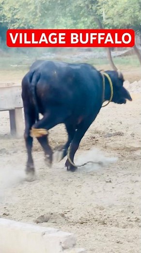 Buffalo Run Field #shorts