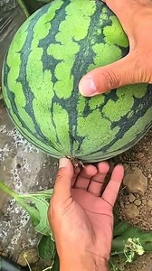 1M views · 12K reactions | ASMR sound of ripe watermelon breaking | Aji Gunawan | Facebook