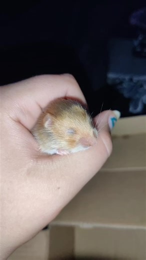 Tinybeans Review: Mini Hamster Family with Two Boys and One Girl