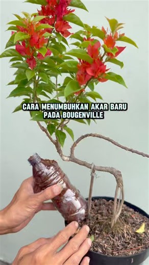 Cara menumbuhkan akar pada batang Bougenville #bougainvillea #bonsai