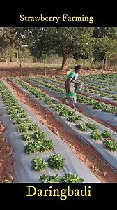 #Daringbadi #Odisha #foodie | Basudev Vlogs