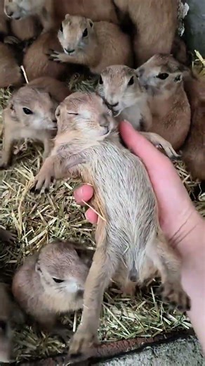 Mystery of the Dead Marmot: Unveiling the Black-Tailed Marmot's Fate