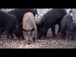 Bow Hunting Hogs For The Calico Pig Episode 63