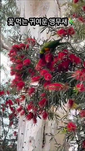 신비로운 꽃을 먹는 앵무새/새소리/Bottle brush #힐링healing #앵무새 #꽃#Flower#호주#멜번