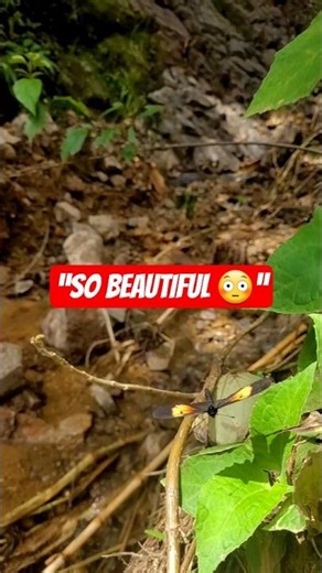 This Butterfly Will Hypnotize You 🦋✨ (Slow Motion Magic) #tropical butterfly slow motion