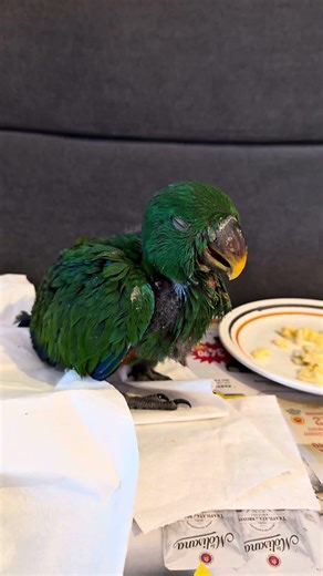 Baby male eclectus parrot 🦜#parrot #cute #eclectus