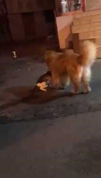 Dog Doesn't Let a Fight Break out Between 2 Cats