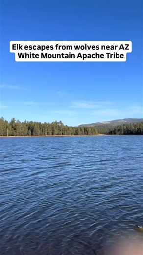 Arizonagram - AZ • Memes • Drama • Places on Instagram: "Did you know there are wolves in Arizona? Video via TT @_kyletsay18 Wolves in Arizona aren't just some fairytale howls in the distance. They're real, raw, and making a quiet comeback, especially near the White Mountains, where the Apache tribe calls home. The Mexican gray wolf, or "lobo," is the underdog of the Southwest. once nearly wiped out, now slowly crawling back into the ecosystem like it never left. These wolves are scrappy, smart,