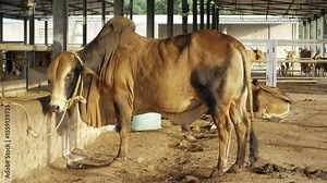 Curvy Cattle - A Glimpse into the Life of a Full-Figured Farm Friend