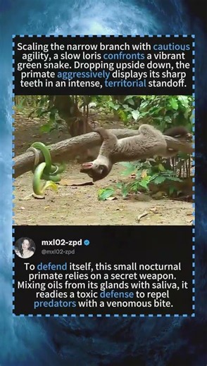 A Slow Loris Defies a Deadly Green Snake! 🐒🐍#SlowLoris #VenomousPrimate