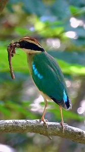 The breeding season is here for the pitta birds 💕🐦 #BirdWatching #WildlifeMoments | Wild Realm