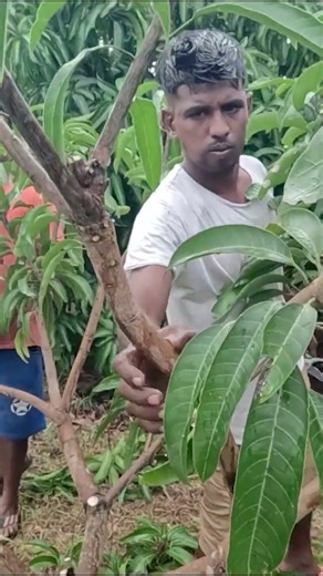 අඹ ගහේ ගෙඩි නැද්ද? එසේනම් නිවැරදි කප්පාදුව ඉතා වැදගත් | TJC අඹ වගාව
