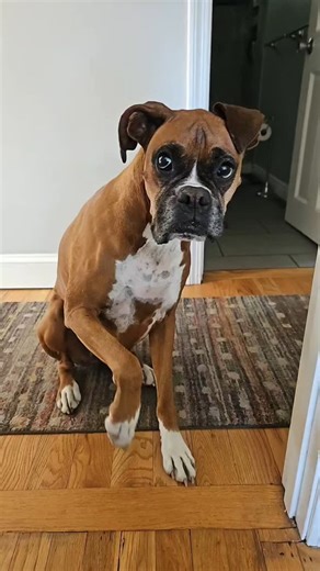 Bo and Ty | Boxer pawrents already knew! #boandtytheboxerboys #boandty #botyjax #boxset #ripjax #ripbo #ilovemyboxerdogs #boxerdogsofinstagram... | Instagram