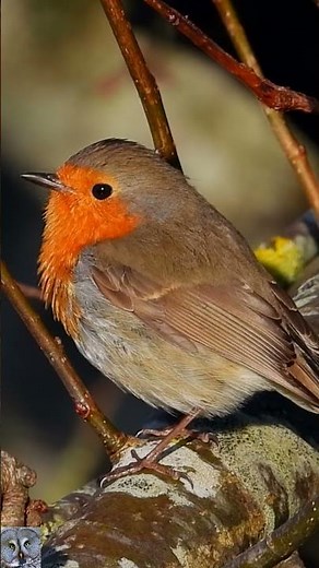 European robin singing chirping Rødstrupe sang Rotkehlchen gesang Roodborst geluid #shorts #p1000