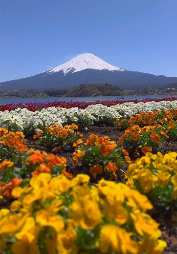 ビオラと富士山が奏でるカラフルな世界🌈🗻✨️ 📍 Oishi Park / 大石公園 🗾 Yamanashi🇯🇵 見頃を迎えた色とりどりの花と富士山が奏でるカラフルの世界がとても美しかったです🌈🗻✨️ でもこの花の名前なんだろう…🤔💭結構調べましたが分かりませんでした💦わかる人いたら教えてください🙏 The colorful world created by the colorful flowers in full bloom and Mt. Fuji was very beautiful🌈🗻✨️ But what is the name of this flower?...🤔💭 I've done quite a bit of research but I couldn't figure it out💦 If anyone knows, please let me know🙏 【お知らせ】 サブスクリプションの運用開始‼️ 私のサブスクにご登録すると、極上の癒しを体験できます💞1人でも多くの人に癒しをお届けしたいという思いで活動を続けているので応